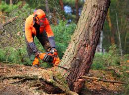 Best Tree Preservation Services  in Arlington, NY